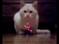 Mario e il gatto