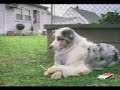 geopak dogsmoking