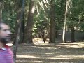 Că'm Trại gặp GẤU RỪNG sợ teo chim , Yosemite 2007