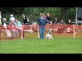 Dogdance Murten 130909 Therese