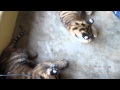 Baby Tigers Playing