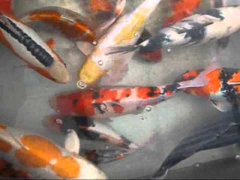 israeli koi - madankoi