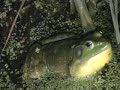 Bull Frog Calling -  Rana catesbeiana