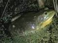 Bull Frog Calling -  Rana catesbeiana
