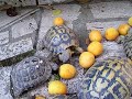 La grande abbuffata La grande abbuffata