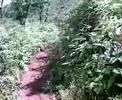 In the jungle