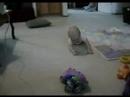 Sammy crawling Sammy crawling