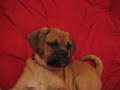 Ocho The Puggle Ocho The Puggle