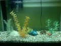 Jampacio Sea - 2nd most mediocre aquarium tank in the world - (song is Please don't go by Barcelona)