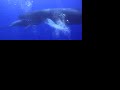 Whale & calf (more) Whale & calf (more)