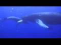 Whale & calf (more)