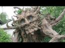 Trees Invade the Arctic | ZapRoot 046