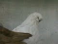 English Long Face Muff Tumblers - White hens Mishaal AL - Fouderi pigeons - Kuwait
