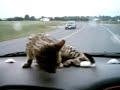 Iris driving Iris driving