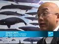 Greenpeace Japan suspecting whale meat smuggling Greenpeace Japan suspecting whale meat smuggling