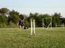 Gorgeous Agility Weave Training - Day One