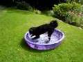 Scout the Portuguese Water Dog