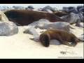 ISLAS GALAPAGOS