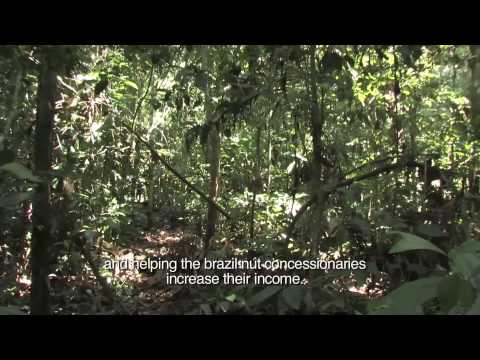 how to harvest brazil nuts