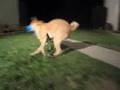 Jixer-Dog Squeaking