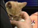 WXII 12 Pet Of The Week: AM WXII 12 Pet Of The Week: AM
