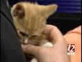 WXII 12 Pet Of The Week: AM