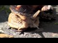 L escargot, Cette Bête À Cornes