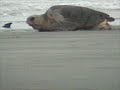 Loggerhead Turtle