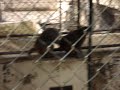macaco fudendo macaca macaco fudendo macaca