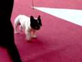 Bouledogue show on ring - part 2