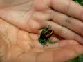 Golfo Dulce Poison Dart Frog Golfo Dulce Poison Dart Frog