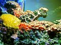 29 Gallon Oceanic BioCube Reef Aquarium 29 Gallon Oceanic BioCube Reef Aquarium