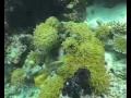 Scuba Diving Maldives, Philip Habacon Films (Denis)