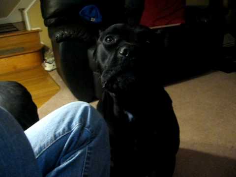 cane corso