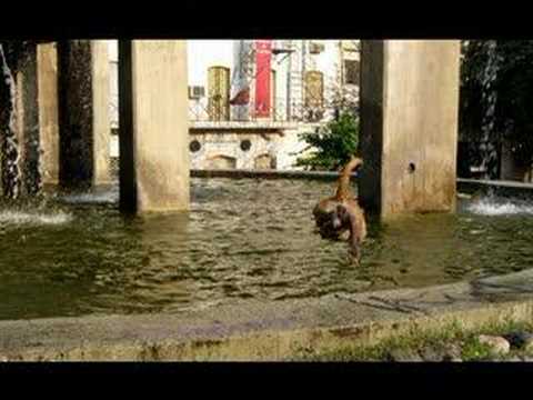perro de pelea cordobes