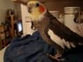 Funny Cockatiel making a show for the camera!!!