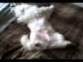 perro conchudo