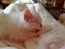 Zwei Katzenbabys Kuschelnauf dem Schoss Zwei Katzenbabys Kuschelnauf dem Schoss