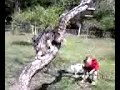 Backyard Lizard Hunting Dog