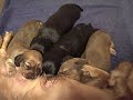Nursing Dachshund Puppies Nursing Dachshund Puppies
