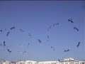 Revolution kite megateam (16 kites)