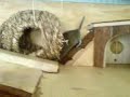 Degu inspecting its new furniture