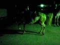 videos de Paisano (Tamborazo) Damian Haro