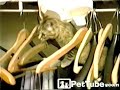 Cat Creates Its Own Obstacle Course