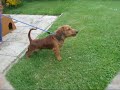 Arnold our puppy daschund at 4 months