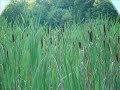 \"Dobra Wilkoszyn\"