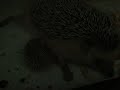 Click here to watch this video Cute baby hedgehogs wanna suckl