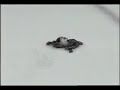 McLeod throws octopus