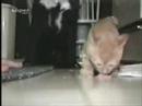 Is My Food !!