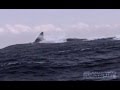 Megalodon GIANT SHARK